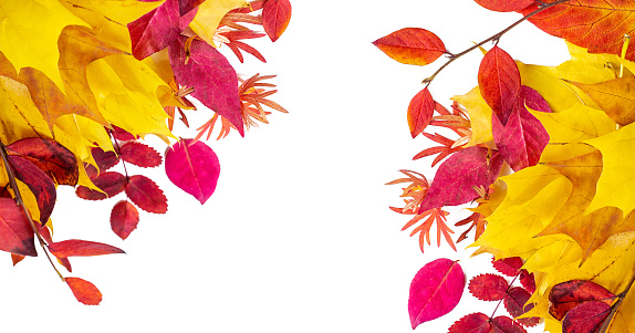 Bright colorful red, pink, orange and yellow autumn tree branches with leaves isolated on white background set. Fall season natural decoration with copy space.