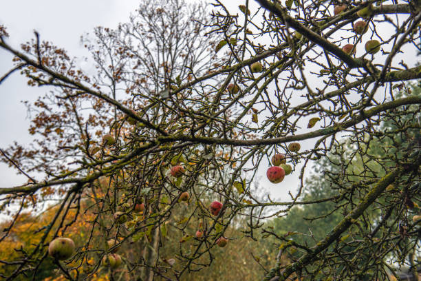 jabłoń z ostatnimi jabłkami sezonu - apple rotting fruit apple tree zdjęcia i obrazy z banku zdjęć