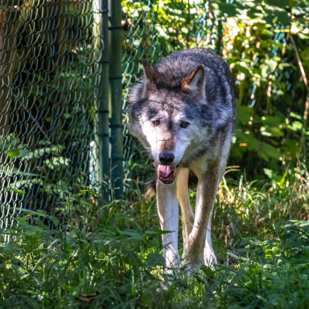 istock European Grey Wolf, Canis lupus in a german park 1352136032