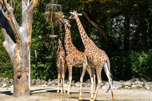 istock The giraffe, Giraffa camelopardalis is an African mammal 1352136034