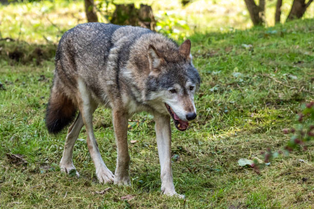 istock European Grey Wolf, Canis lupus in a german park 1352136075