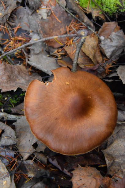 istock Autumn mushroom in wild forest 1352136082