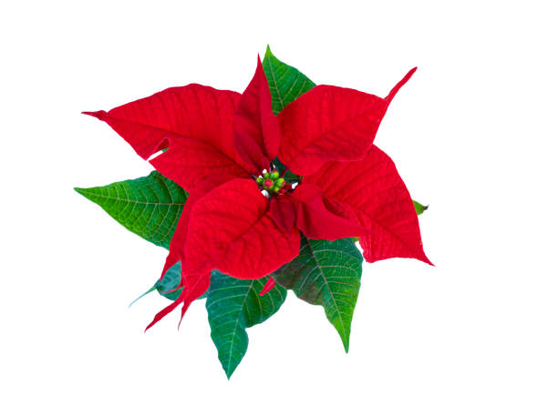 istock Poinsettia flower isolated on white 1352136310