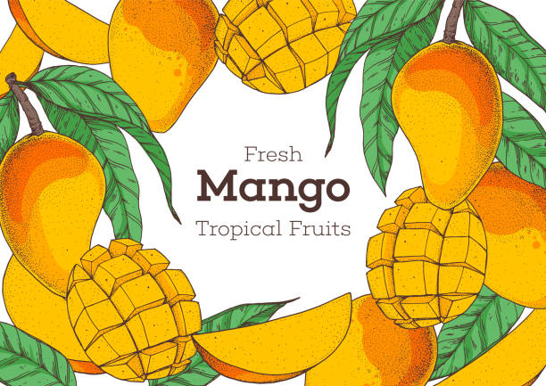 Mango fruit hand drawn package design. Vector illustration. Design, package, brochure illustration. Mango frame illustration. Can used for packaging design. Colorful. Mango fruit hand drawn package design. Vector illustration. Design, package, brochure illustration. Mango frame illustration. Can used for packaging design. Colorful mango fruit drawing stock illustrations