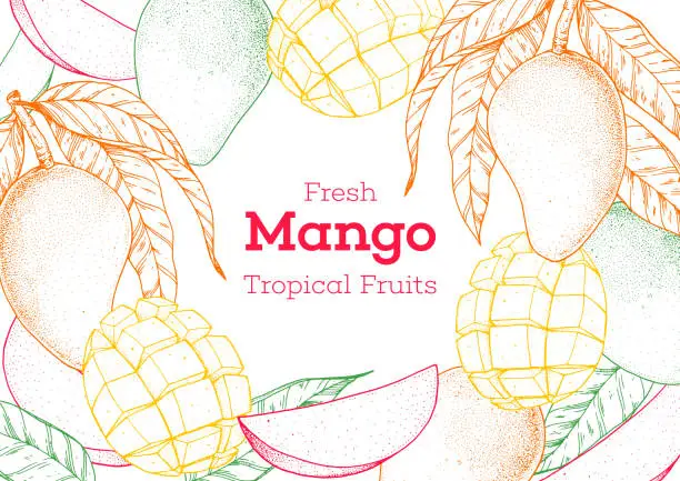 Vector illustration of Mango fruit hand drawn package design. Vector illustration. Sketch for design, brochure illustration. Vintage retro design. Mango frame illustration. Can used for packaging design.