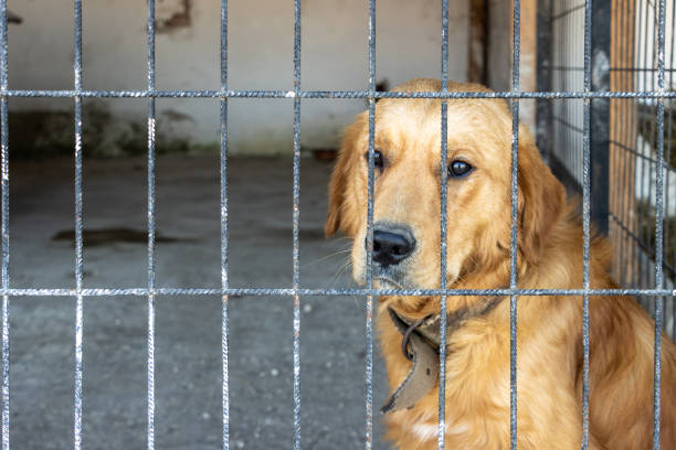 triste e infeliz perro golden retriever dentro de una cerca de hierro esperando ser adoptado en un refugio de animales. animales en cautiverio abandonados - sadness depression dog retriever fotografías e imágenes de stock