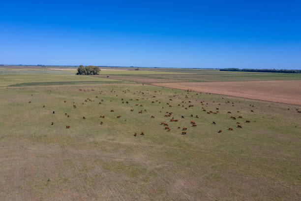 istock Cattle raising in pampas countryside, 1352139441