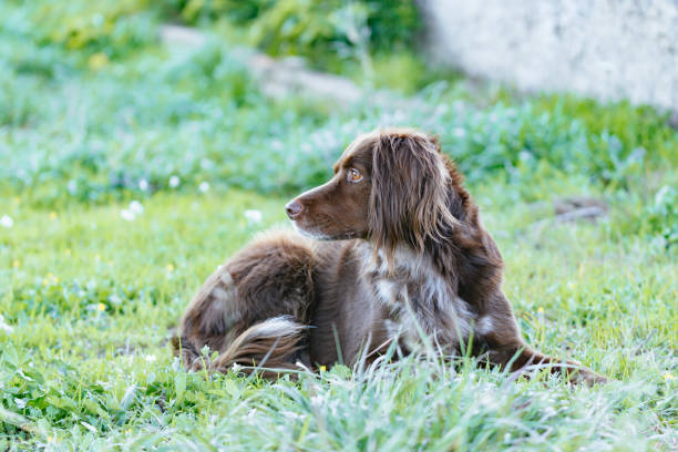 close-up de um cão marrom da raça munsterlander com fundo de transporte. - small munsterlander - fotografias e filmes do acervo