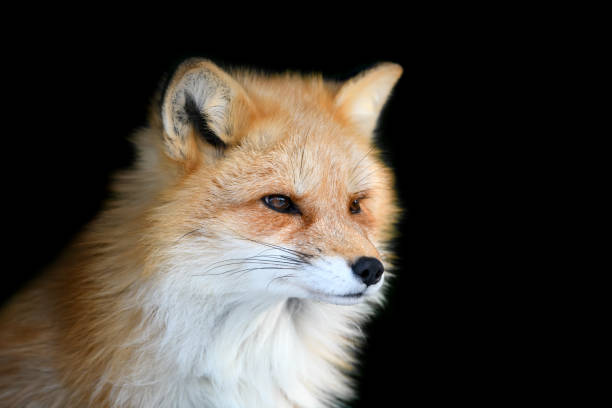 istock Close up Red fox portrait on black background 1352139588