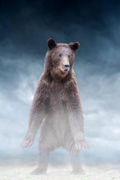 istock Brown bear stand in the fog on storm clouds background 1352139618
