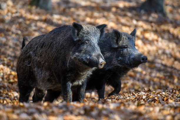 istock Male Wild boar in autumn forest 1352139622