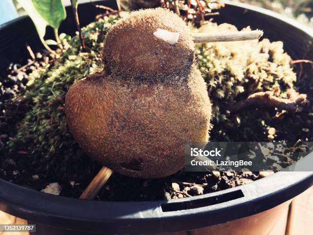 Kiwifruit Kiwi Stock Photo - Download Image Now - Bird, Close-up, Color Image