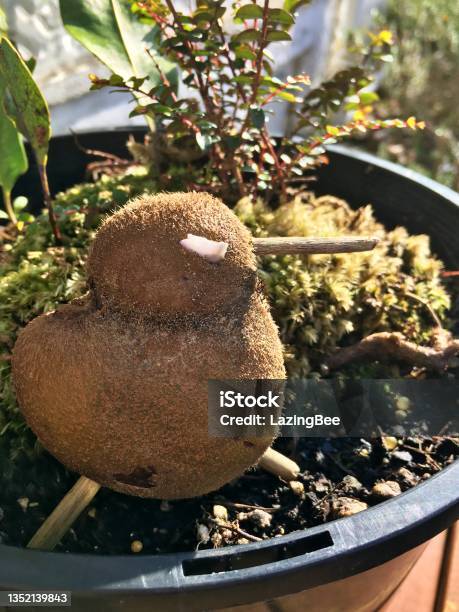 Kiwifruit Kiwi Stock Photo - Download Image Now - Bird, Close-up, Color Image
