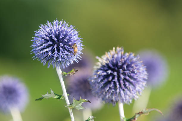 fleurs du chardon globe (echinops ritro) - azurite photos et images de collection