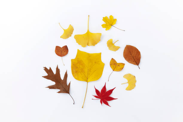 istock Autumn leaves creative arrangement. Decoration, fall pattern. Flat lay elegant dry leaves composition. Seasonal deco. 1352140919