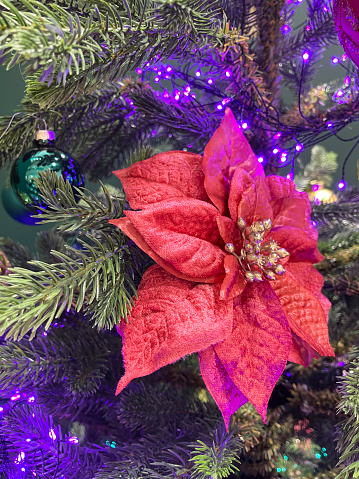 Stock photo showing a close-up view of an artificial Christmas tree with red poinsettia flower decorations and purple, coloured fairy lights.