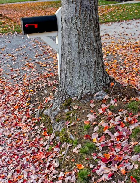 kolorowe jesienne liście dywanu ziemi przy skrzynce pocztowej - mailbox multi colored mail usa zdjęcia i obrazy z banku zdjęć