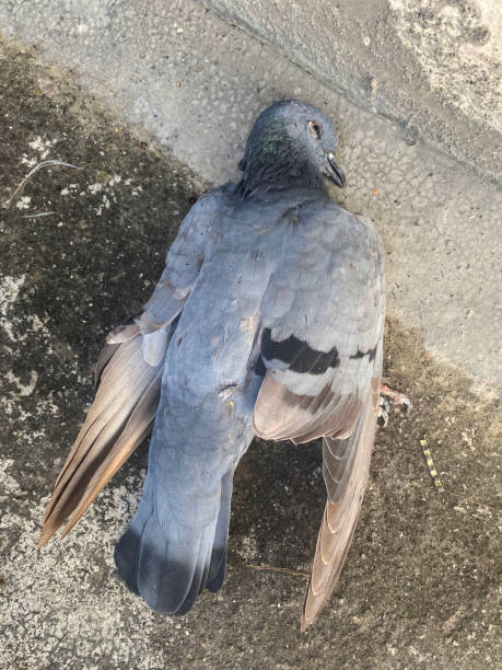 Image of wild grey pigeon road kill, dead animal on concrete surface footpath, elevated view Stock photo of concrete footpath surface with dead wild pigeon that has been knocked over and killed by a car. animal body photos stock pictures, royalty-free photos & images