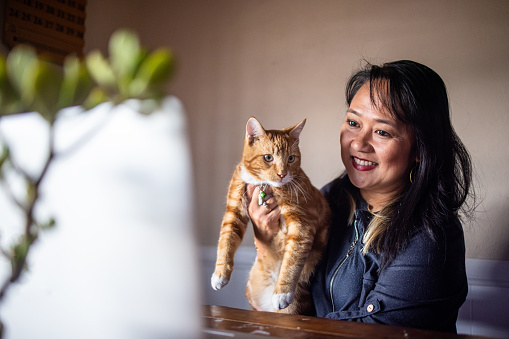 A Mature Filipino businesswoman working from home when her pet cat interrupts the call.