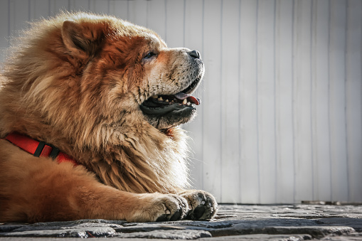 Side view of an orange chow chow dog relaxing on cobblestones in the city looking forward with copy space. Concept of purebred dog.