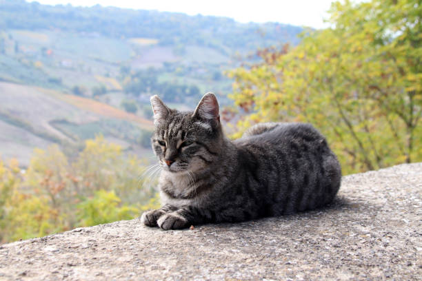 istock Feline colony of Orvieto, Umbria 1352149526