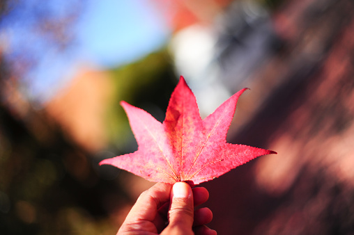 A momiji leaf or mapple in autumn in Japan