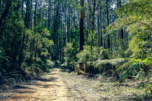 A path through the rainforest in Australia.