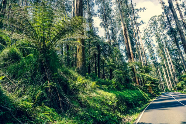 istock A road by the rainforest in Australia. 1352150632