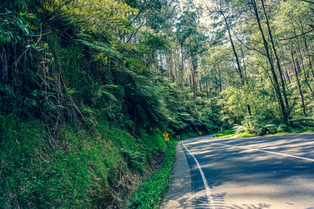 istock A road through the densely overgrown forest in Australia. 1352150721