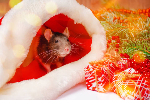 istock New Year concept.Cute little white rat, mouse with gift box.White Decorative rat dumbo inside red gift box . Cute white domestic rat in a New Year decor. 1352151793