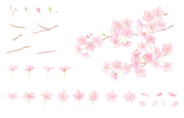 ilustraciones, imágenes clip art, dibujos animados e iconos de stock de conjunto de ilustraciones vectoriales de flores de cerezo dibujadas en acuarela - sakura