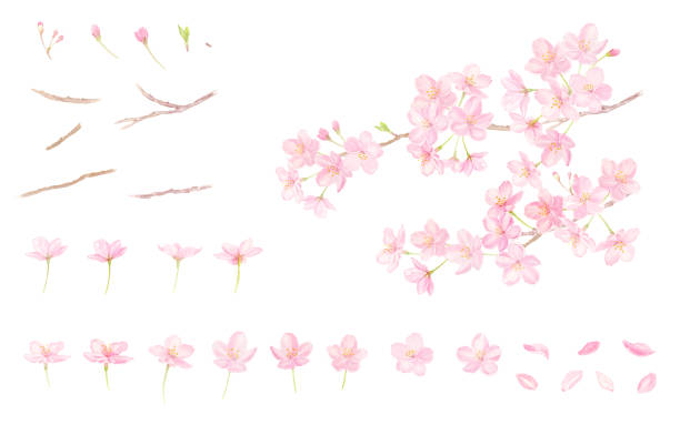 수채화에 그려진 벚꽃의 벡터 일러스트 세트 - 벗꽃 stock illustrations