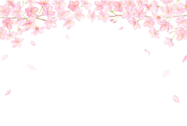 水彩画で描かれた桜フレームのベクターイラスト - white background season spring flower点のイラスト素材／クリップアート素材／マンガ素材／アイコン素材