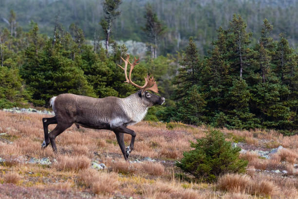 Rangifer tarandus caribou in autumn. The Gaspésie Woodland Caribou is a genetically distinct population in a very precarious situation, less than 40 animals.