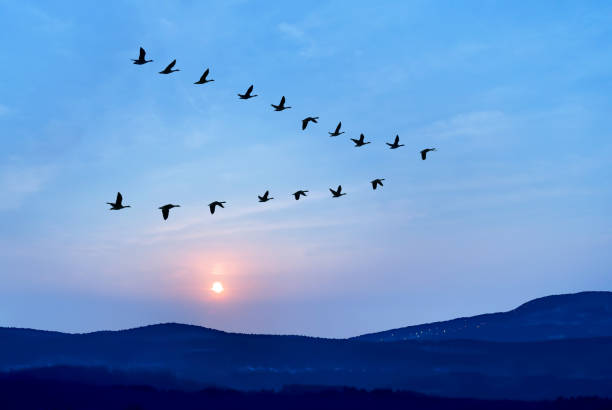 Flock of birds flying in v formation against sunset sky background Large group birds in flight above the mountains, animals in the wild, travel, migration, and ecology concept birds flying in v formation stock pictures, royalty-free photos & images
