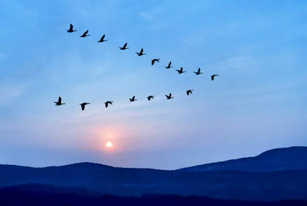 Photo of Flock of birds flying in v formation against sunset sky background