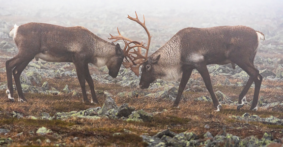 Reindeer Caribou Two Male Animals Fighting Stock Photo - Download Image Now  - Woodland Caribou, Reindeer, Fighting - iStock