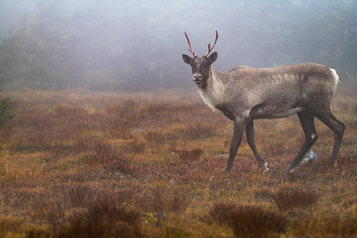 Rangifer tarandus caribou in autumn. The Gaspésie Woodland Caribou is a genetically distinct population in a very precarious situation, less than 40 animals.