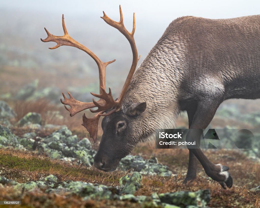 Reindeer Caribou Closeup Of A Male Animal Stock Photo - Download Image Now  - Reindeer, Lichen, Eating - iStock