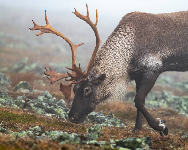 северный олень, карибу, крупный план самца животного - fog horn стоковые фото и изображения