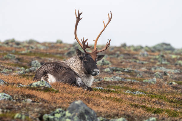 Rangifer tarandus caribou in autumn. The Gaspésie Woodland Caribou is a genetically distinct population in a very precarious situation, less than 40 animals.