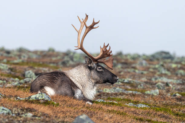 Rangifer tarandus caribou in autumn. The Gaspésie Woodland Caribou is a genetically distinct population in a very precarious situation, less than 40 animals.