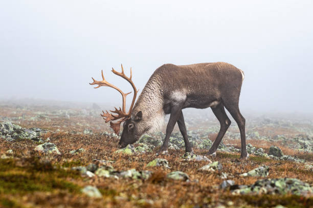 istock Reindeer, caribou, big male eating 1352156701