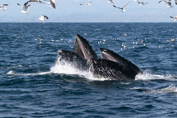 Humpback whale California Channel Islands