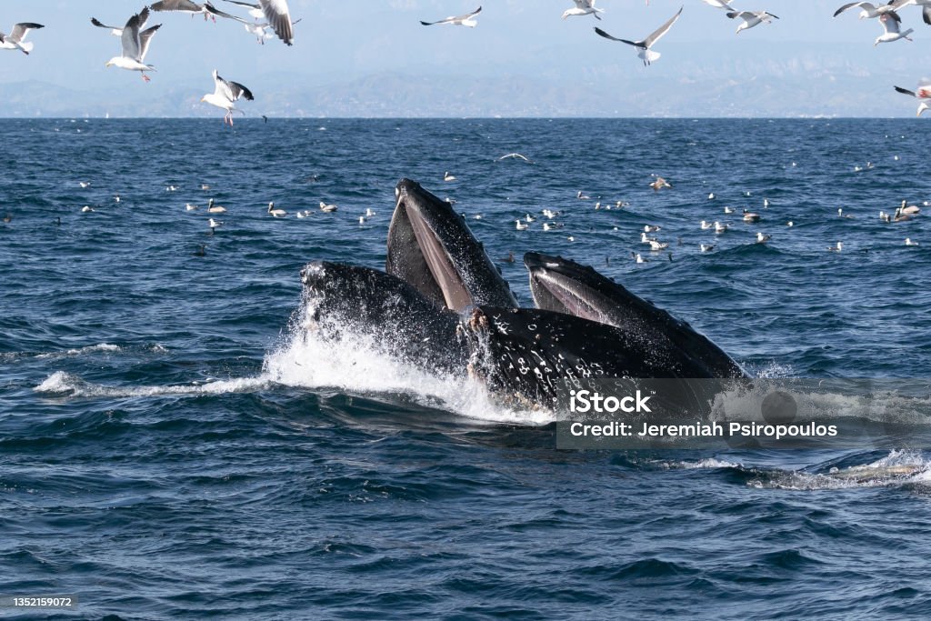 Humpback whale lunge feeding California Humpback whale California Channel Islands California Stock Photo