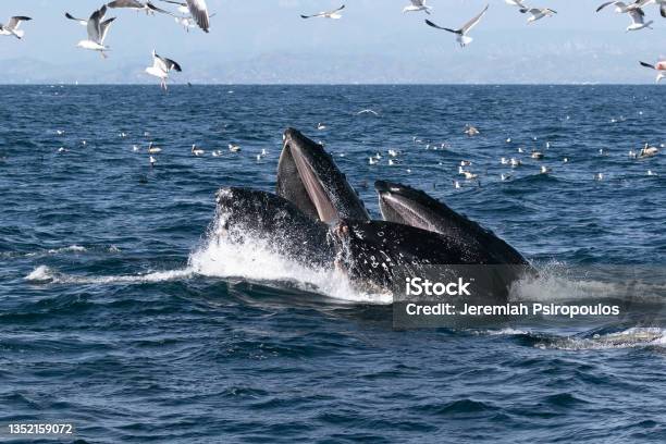 Humpback Whale Lunge Feeding California Stock Photo - Download Image Now - California, Whale, Animal