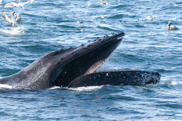 humpback whale lunge feeding california - 2127 imagens e fotografias de stock