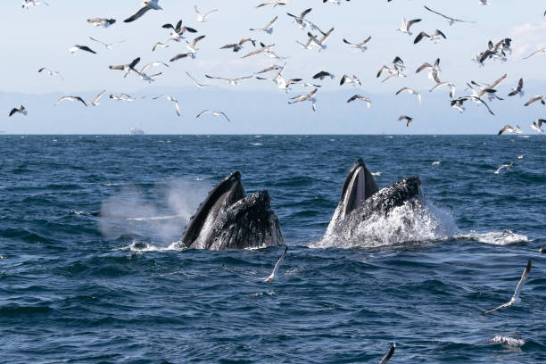 istock Humpback whale lunge feeding California 1352159141