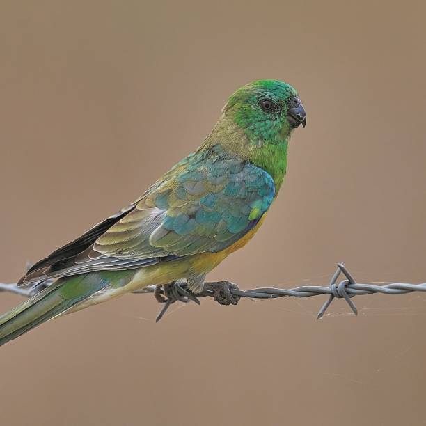 Red Rumped Parrot, Central West, New South Wales stock photo