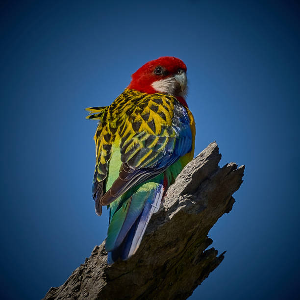 Eastern Rosella, North West, New South Wales stock photo